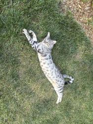 Lost Male Cat last seen Near st and Alcan st, Olathe, KS 66062