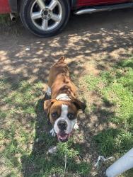 Found/Stray Male Dog last seen Amarillo blvd and Johnson st, Amarillo, TX 79107