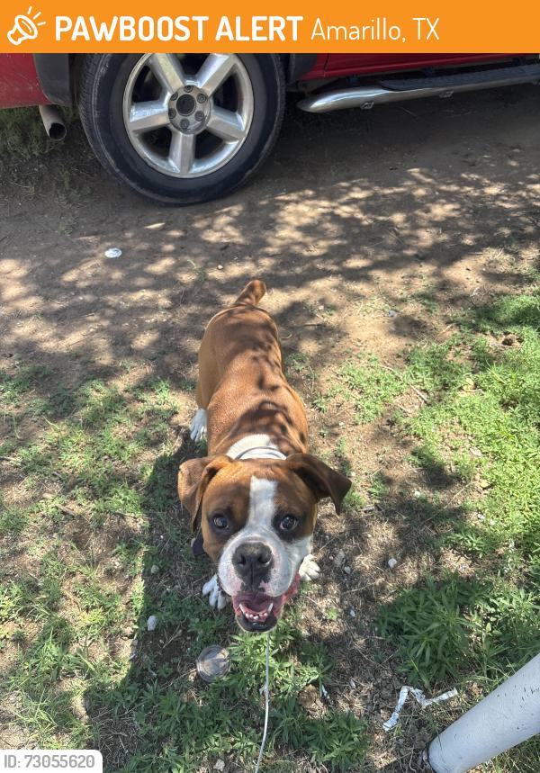 Found/Stray Male Dog last seen Amarillo blvd and Johnson st, Amarillo, TX 79107