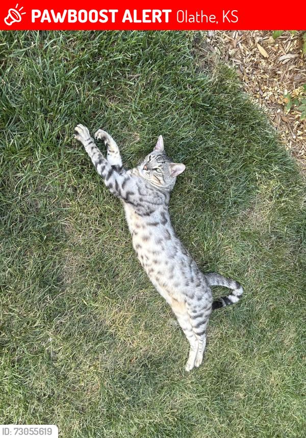 Lost Male Cat last seen Near st and Alcan st, Olathe, KS 66062