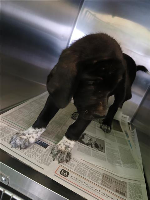Shelter Stray Male Dog last seen , 1850 W 60th St, Los Angeles, CA 90047, USA