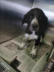 Shelter Stray Unknown Dog last seen , 1850 W 60th St, Los Angeles, CA 90047, USA