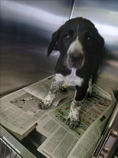 Shelter Stray Unknown Dog last seen , 1850 W 60th St, Los Angeles, CA 90047, USA