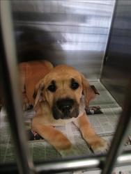 Shelter Stray Unknown Dog last seen , 1850 W 60th St, Los Angeles, CA 90047, USA