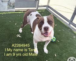 Shelter Stray Male Dog last seen , 1850 W 60th St, Los Angeles, CA 90047, USA
