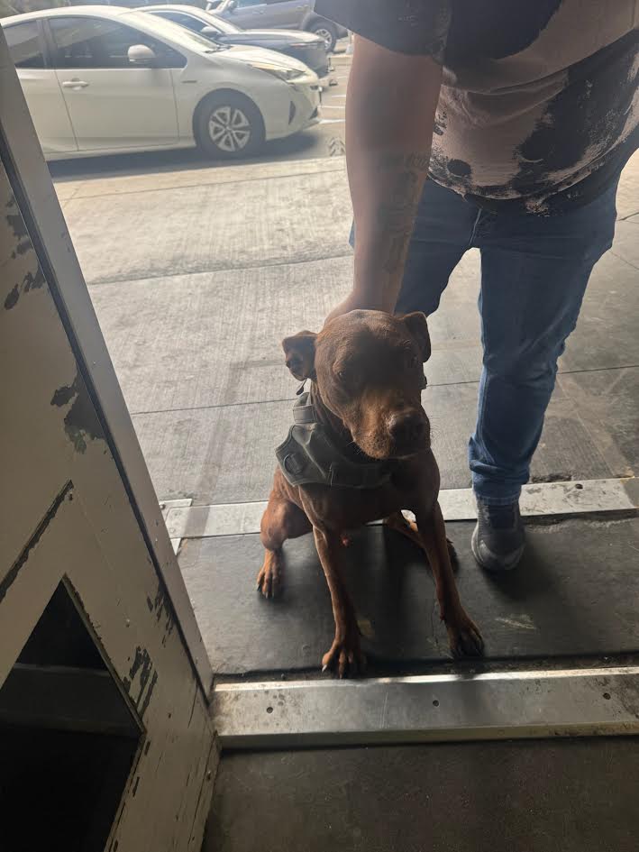 Shelter Stray Male Dog last seen , 1850 W 60th St, Los Angeles, CA 90047, USA