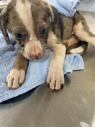 Shelter Stray Female Dog last seen MT ZION CH RD, 1601 Airport Rd, Shelby, NC 28150, USA