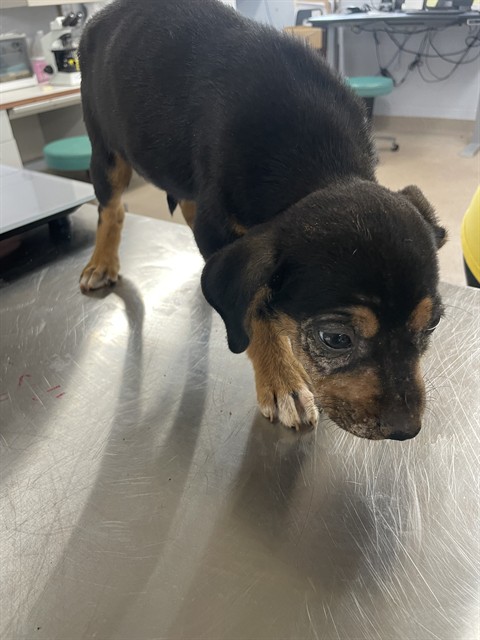 Shelter Stray Female Dog last seen MT ZION CH RD, 1601 Airport Rd, Shelby, NC 28150, USA