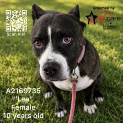 Shelter Stray Female Dog last seen , 3201 Lacy St, Los Angeles, CA 90031, USA