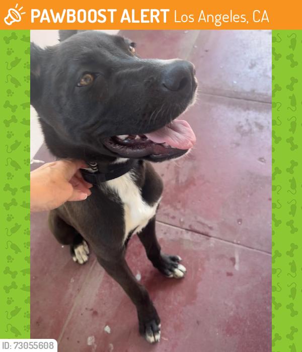Found/Stray Male Dog last seen West 55th and Normandie, Los Angeles, CA 90037