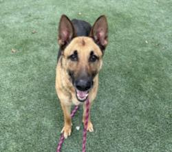 Shelter Stray Female Dog last seen , 3201 Lacy St, Los Angeles, CA 90031, USA