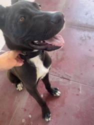 Found/Stray Male Dog last seen West 55th and Normandie, Los Angeles, CA 90037