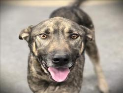 Shelter Stray Male Dog last seen , 3201 Lacy St, Los Angeles, CA 90031, USA
