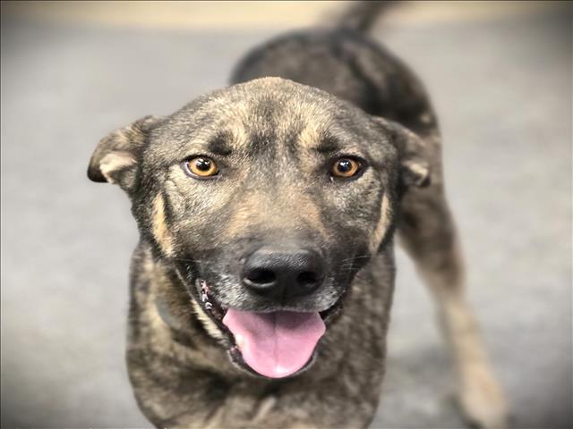 Shelter Stray Male Dog last seen , 3201 Lacy St, Los Angeles, CA 90031, USA