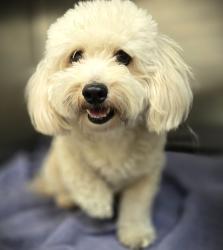 Shelter Stray Male Dog last seen , 3201 Lacy St, Los Angeles, CA 90031, USA