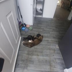 Lost Female Cat last seen Spennymoor church street, Spennymoor, England 