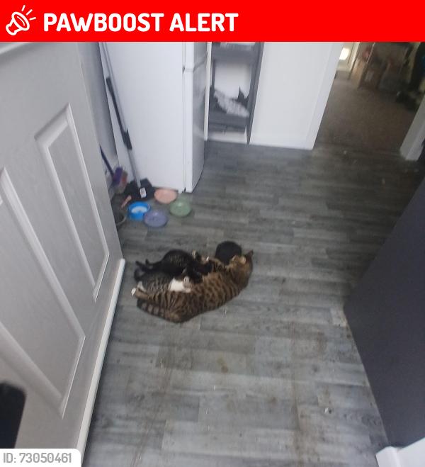 Lost Female Cat last seen Spennymoor church street, Spennymoor, England 