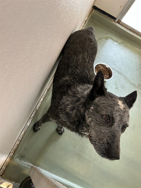 Shelter Stray Male Dog last seen Near BLOCK MAPLETON CIR, JURUPA VALLEY CA 92509, 6851 Van Buren Boulevard, Jurupa Valley, CA 92509, USA