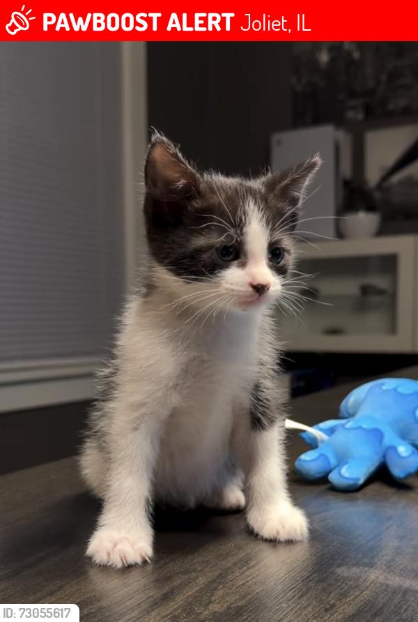 Lost Male Cat last seen Plainfield rd and ruby st , Joliet, IL 60435