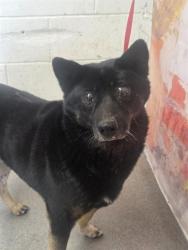 Shelter Stray Male Dog last seen ARDEN AND HIGHLAND, 333 Chandler Pl, San Bernardino, CA 92408, USA