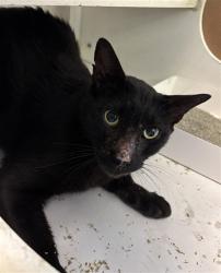 Shelter Stray Male Cat last seen SW 132 AVE & SW 102 ST, 3599 NW 79th Ave, Doral, FL 33122, USA