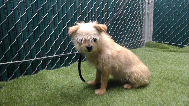 Shelter Stray Unknown Dog last seen , 11258 Garfield Ave, Downey, CA 90242, USA