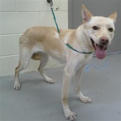 Shelter Stray Female Dog last seen PUBLIX AT 1134 E SR 434 WINTER SPRINGS, 232 Eslinger Way, Sanford, FL 32773, USA