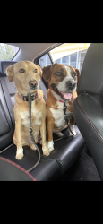 Lost Female Dog last seen Near S McClellan St, Seattle, WA 98144