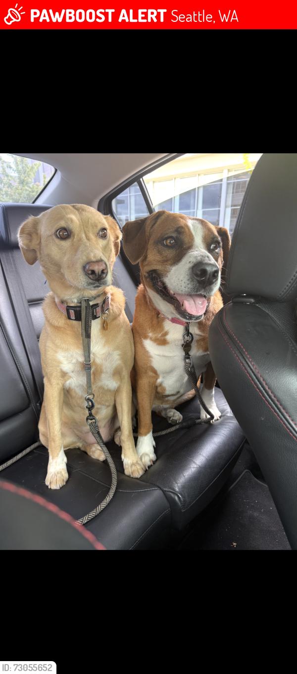 Lost Female Dog last seen Near S McClellan St, Seattle, WA 98144