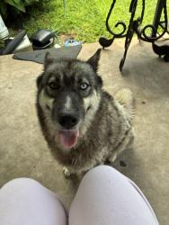 Found/Stray Female Dog last seen 29th st, Oklahoma City, OK 73119