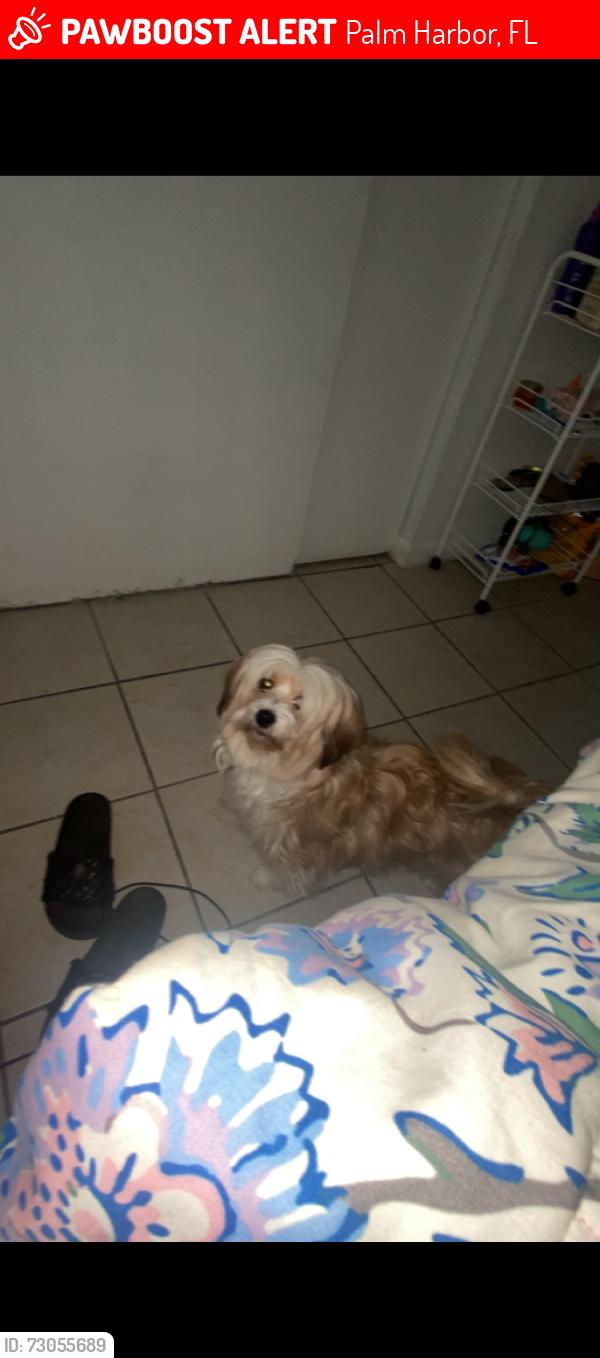 Lost Female Dog last seen Us 19, Palm Harbor, FL 34684