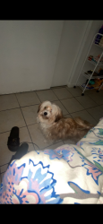 Lost Female Dog last seen Us 19, Palm Harbor, FL 34684