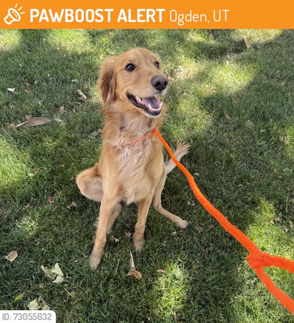 Found/Stray Male Dog last seen 24th St. Buchanan Ave. Ogden, UT, Ogden, UT 84401