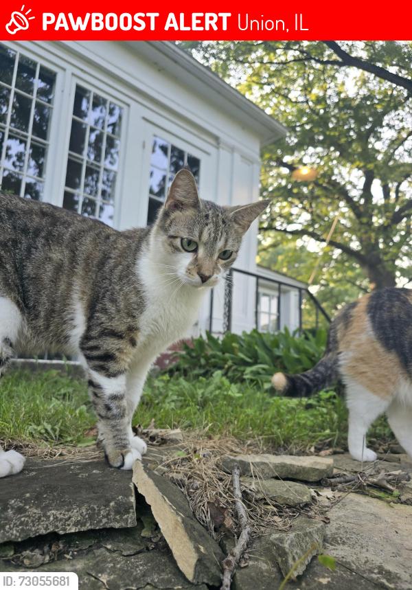 Lost Male Cat last seen Highway 20 and West Union rd, Union, IL 60180
