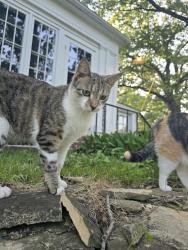 Lost Male Cat last seen Highway 20 and West Union rd, Union, IL 60180