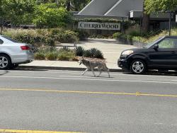 Found/Stray Female Dog last seen Cherry Ave and Alamaden, San Jose, San Jose, CA 95125