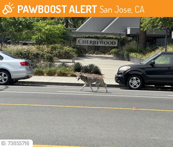 Found/Stray Female Dog last seen Cherry Ave and Alamaden, San Jose, San Jose, CA 95125