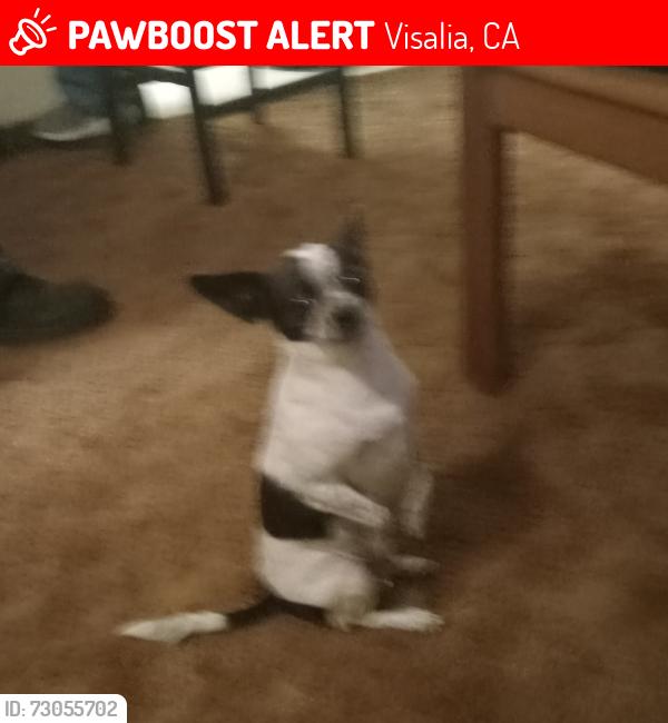 Lost Female Dog last seen Paradise off of Santa Fe in Visalia, Visalia, CA 93277