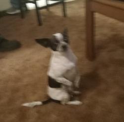 Lost Female Dog last seen Paradise off of Santa Fe in Visalia, Visalia, CA 93277