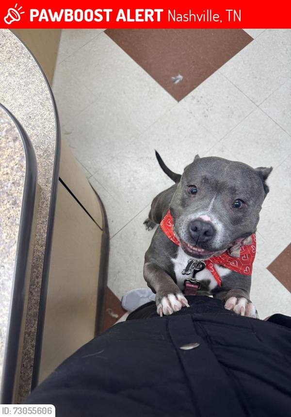 Lost Female Dog last seen Soulshine pl antich, Nashville, TN 37013