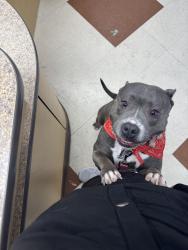 Lost Female Dog last seen Soulshine pl antich, Nashville, TN 37013
