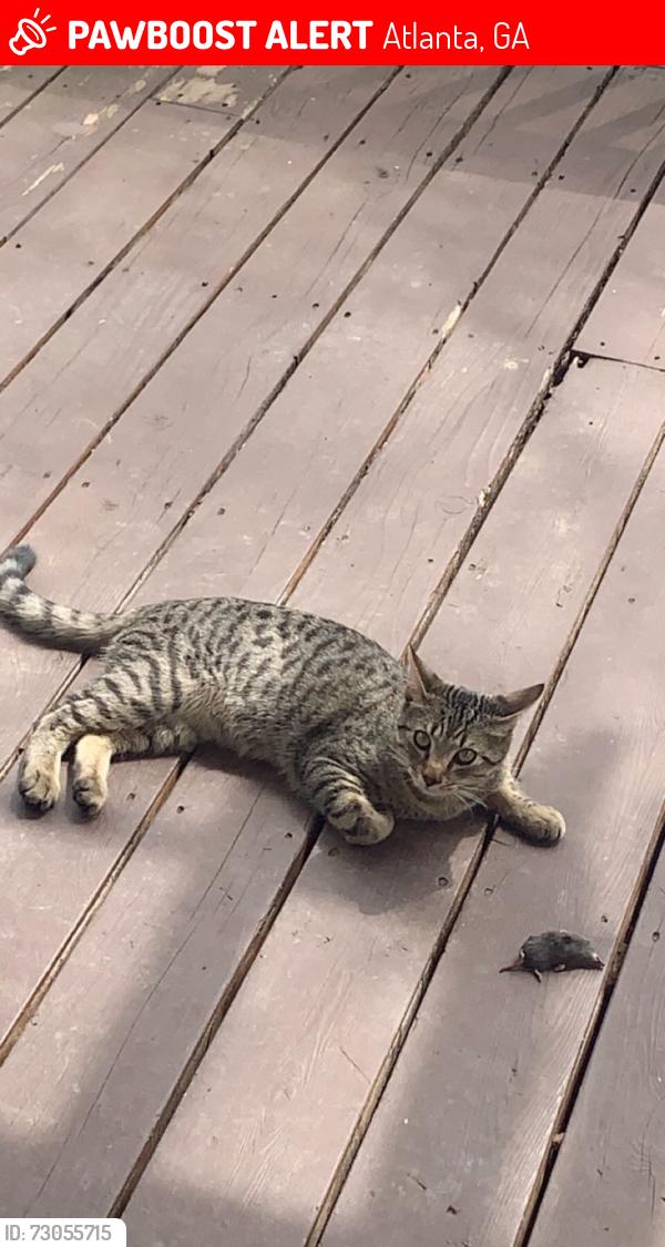 Lost Male Cat last seen Fairview Rd. NE and Oakdale Rd. NE, Atlanta, GA 30306