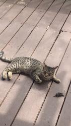Lost Male Cat last seen Fairview Rd. NE and Oakdale Rd. NE, Atlanta, GA 30306