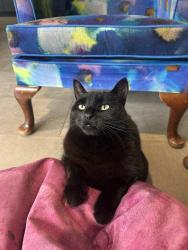 Reunited Male Cat last seen Queens Road , Surrey, England KT13