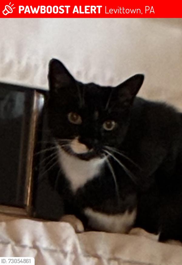Lost Female Cat last seen Junewood, Levittown, PA 19055