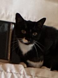 Lost Female Cat last seen Junewood, Levittown, PA 19055