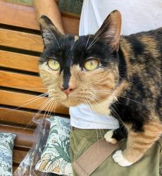 Found/Stray Female Cat last seen Se 36th and Tibbetts, Portland, OR 97202