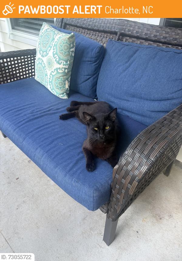 Found/Stray Male Cat last seen Morning Creek Ln and Old Carolina, Charlotte, NC 28216