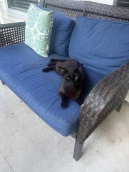 Found/Stray Male Cat last seen Morning Creek Ln and Old Carolina, Charlotte, NC 28216
