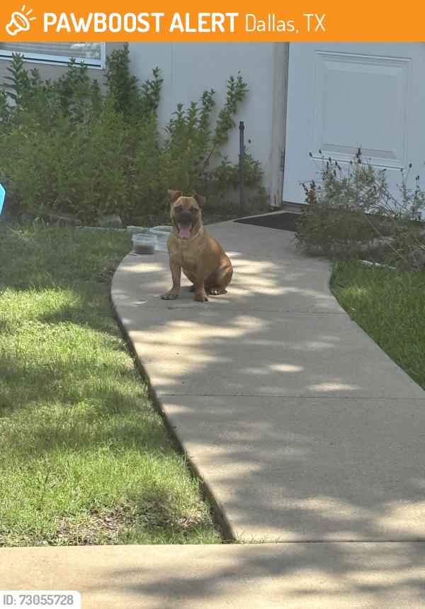 Found/Stray Male Dog last seen Newcombe and Norwood Drive, Dallas, TX 75228